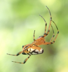 Leucauge fastigata