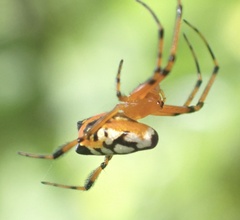 Leucauge fastigata