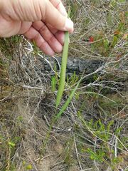 Tritoniopsis triticea