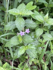 Acanthoideae