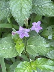 Acanthoideae