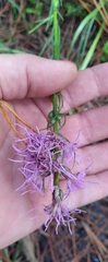 Liatrinae