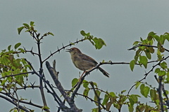 Cisticola
