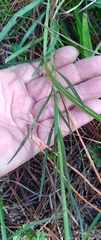 Liatrinae