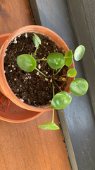 Pilea peperomioides