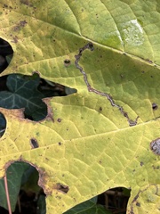 Stigmella aceris