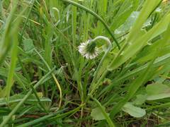 Microseris douglasii