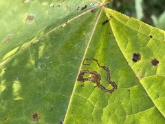 Stigmella aceris