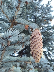 Picea pungens