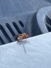 Polistes dorsalis
