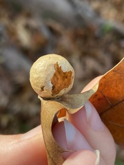Amphibolips quercusostensackenii