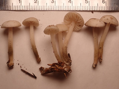 Marasmius wynneae