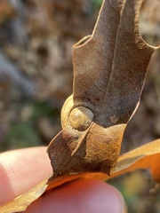 Amphibolips quercusostensackenii
