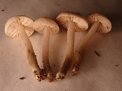 Marasmius wynneae
