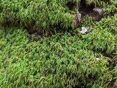 Pseudanomodon attenuatus