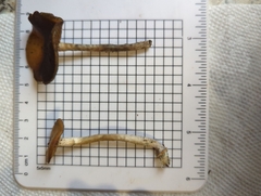 Psilocybe cyanescens