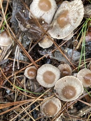 Mycena capillaripes