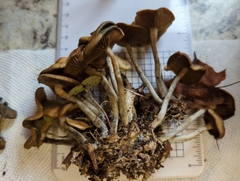 Psilocybe cyanescens