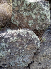 Asplenium subglandulosum