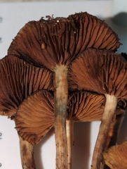 Psilocybe cyanescens