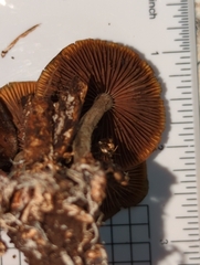 Psilocybe cyanescens