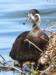 Netta erythrophthalma