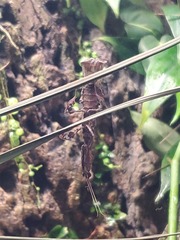 Phyllocrania