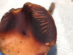 Psilocybe cyanescens