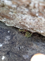 Asplenium subglandulosum