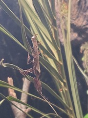 Phyllocrania
