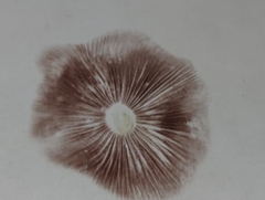 Psilocybe cyanescens