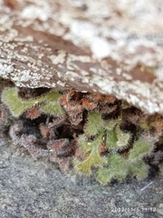 Asplenium subglandulosum