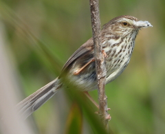 Prinia maculosa