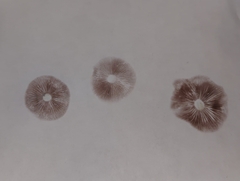 Psilocybe cyanescens