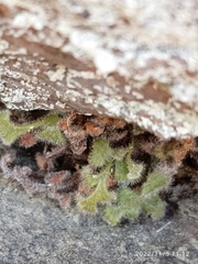 Asplenium subglandulosum