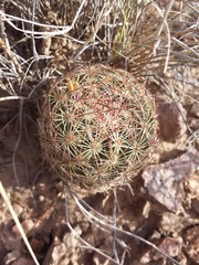 Echinomastus intertextus