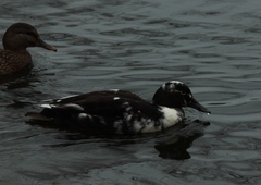 Anas platyrhynchos domesticus