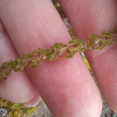 Wahlenbergia tenella