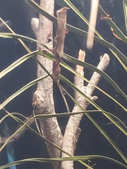 Phyllocrania
