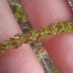 Wahlenbergia tenella
