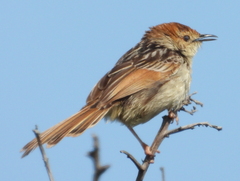 Cisticola tinniens