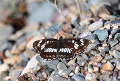Neptis rivularis