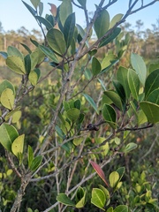 Ilex coriacea