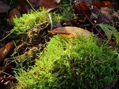 Rhytidiadelphus squarrosus