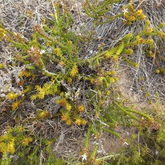 Wahlenbergia tenella
