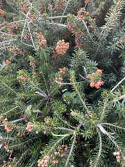 Erica vagans