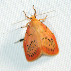 Miltochrista miniata