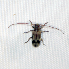 Exocentrus adspersus