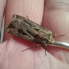 Agrotis spinifera