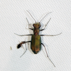 Cylindera germanica
